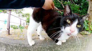 ハチワレ猫がメチャクチャ可愛い声で「モフってくれニャ〜」と要求してくる