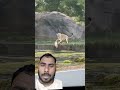 careless lioness wildlifeentreta#ytstudio #ytshorts #varlivideo #shortvideo @ayushtech@