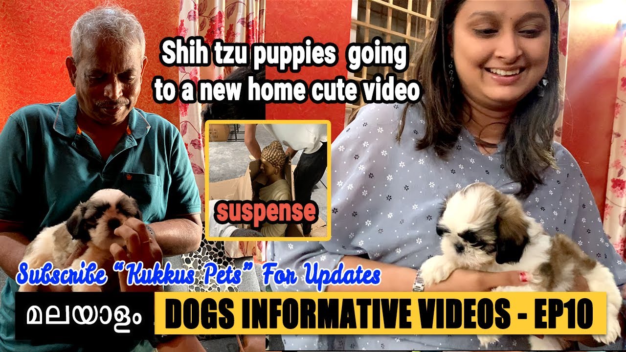 Shih tzu puppy malayalam Bangalore Ep10 Best place to buy Shih tzu puppy shihtzu puppy 