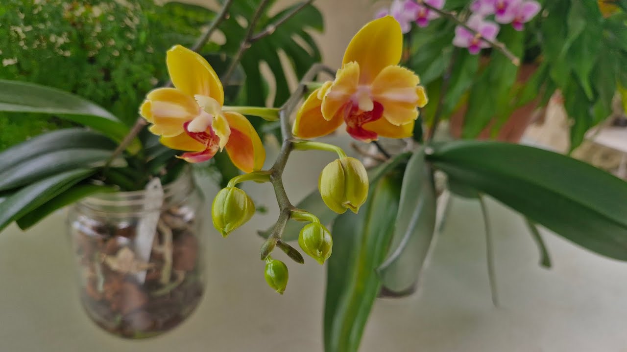 VEJA MAIS UM LINDO RESULTADO DO CULTIVO DE ORQUÍDEA PHALAENOPSIS NO VIDRO 