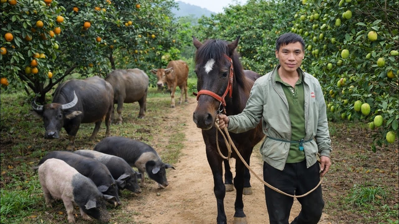 Anh Kiều Tâm Thần Trổ Tài Lẻ Ăn Đứt E Phong Ngố Xem Xong Ai Cũng Ngỡ Ngàng 