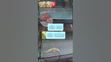 LỬA BĂNG dòng cá lóc lạnh siêu đẹp đã chinh phục những ae mới và chưa chơi| Cá cảnh An An#cacanhanan