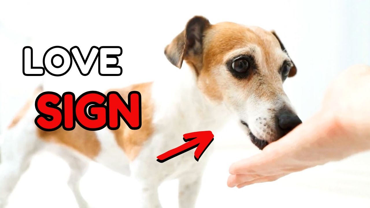 11 Signs Your Dog Has Imprinted on You - YouTube