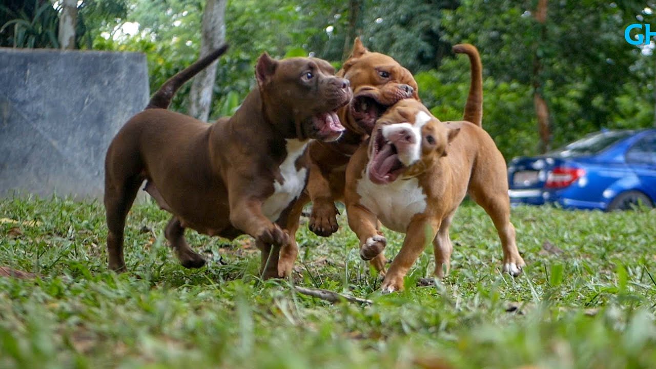 American Bully litter mates play fight at AFBR Bully Show - YouTube