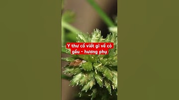 Y thư cổ đã viết về công dụng của cỏ gấu thế nào #thuocquyquanhta #baithuocdangian #cogau #dongy