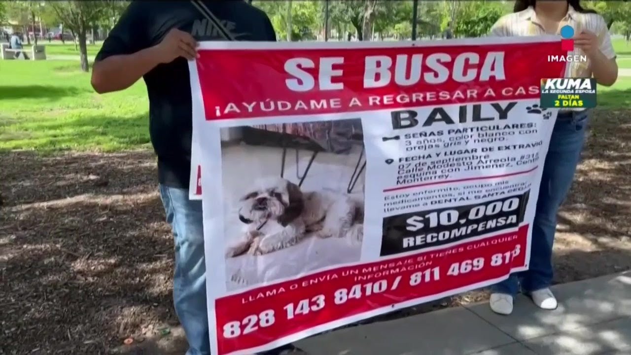 Pareja a punto de casarse busca desesperadamente a su perrito | Lo ...