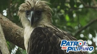Mga 'pambansang sagisag' ng Pilipinas, hindi lahat naisabatas | Patrol ng Pilipino