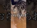 ねぇ、先住猫との対面でこれでいいん？　　#shorts