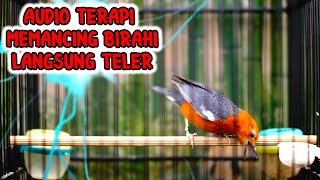 Audio terapi anis merah suara SERULING dan SUITAN memancing BIRAHI gacor