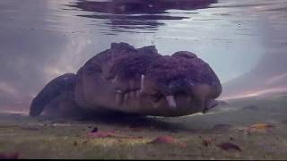 FIXING GIANT SALTWATER CROCODILES POOL! | Tim Faulkner