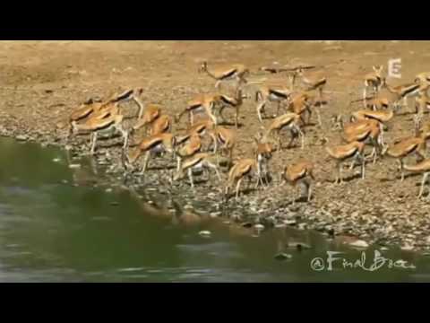 Crocodiles Ambush and Attack a Herd of Gazelles
