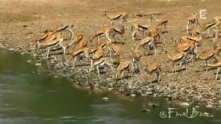 Crocodiles Ambush And Attack A Herd Of Gazelles