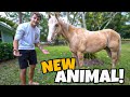 BUYING FIRST EVER HORSE for PC FARM 2.0!!