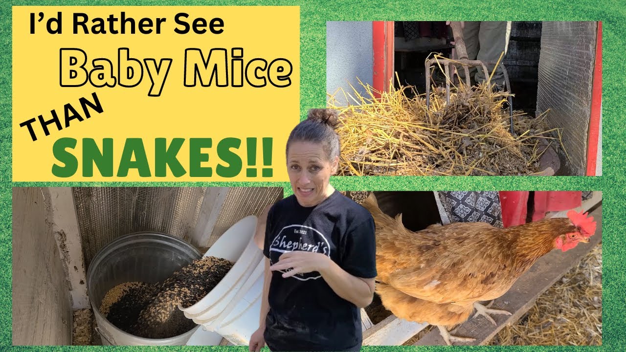 Springtime Homestead Chores / Cleaning the Chicken Coop / CHICKENS