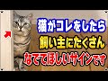 【母の愛情を求める仕草】猫がなでなでしてほしい時にする仕草 "7選"【保護猫】