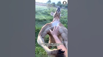 Kangoeroe ⚠️ Niet mee rotzooien!