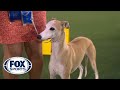 Bourbon, the Whippet, takes first place in the hound group | FOX SPORTS