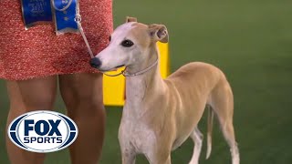 Bourbon, the Whippet, takes first place in the hound group | FOX SPORTS