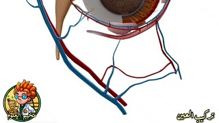 تركيب عين الإنسان | ثلاثي الأبعاد | أحياء