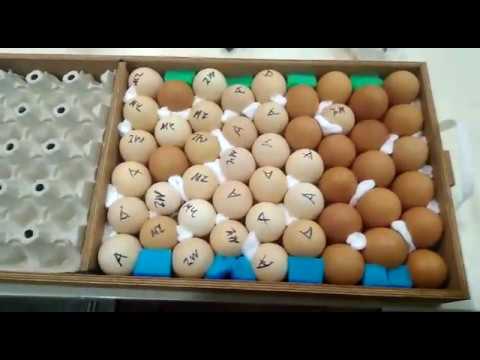 Матрица дели 72 Матрица дели 72