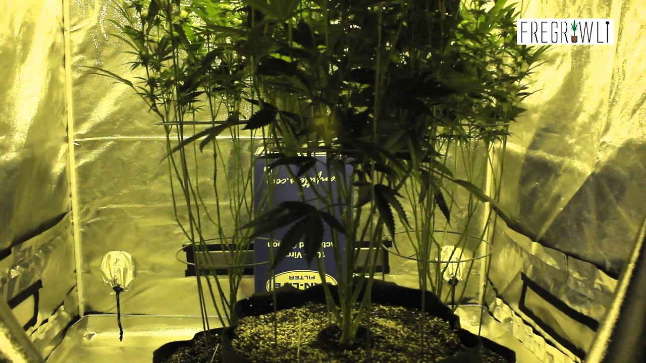 Week 2 - Kosher Tangie Clone #3 + Week 3 - Clones #4 and #5