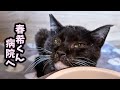 【保護猫】小春ちゃんの兄弟の春希くんがご飯を食べなくなってしまいました