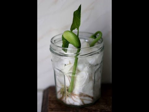تصویری: کاشت لوبیا سبز - نحوه مراقبت از لوبیا سبز محصول سبز