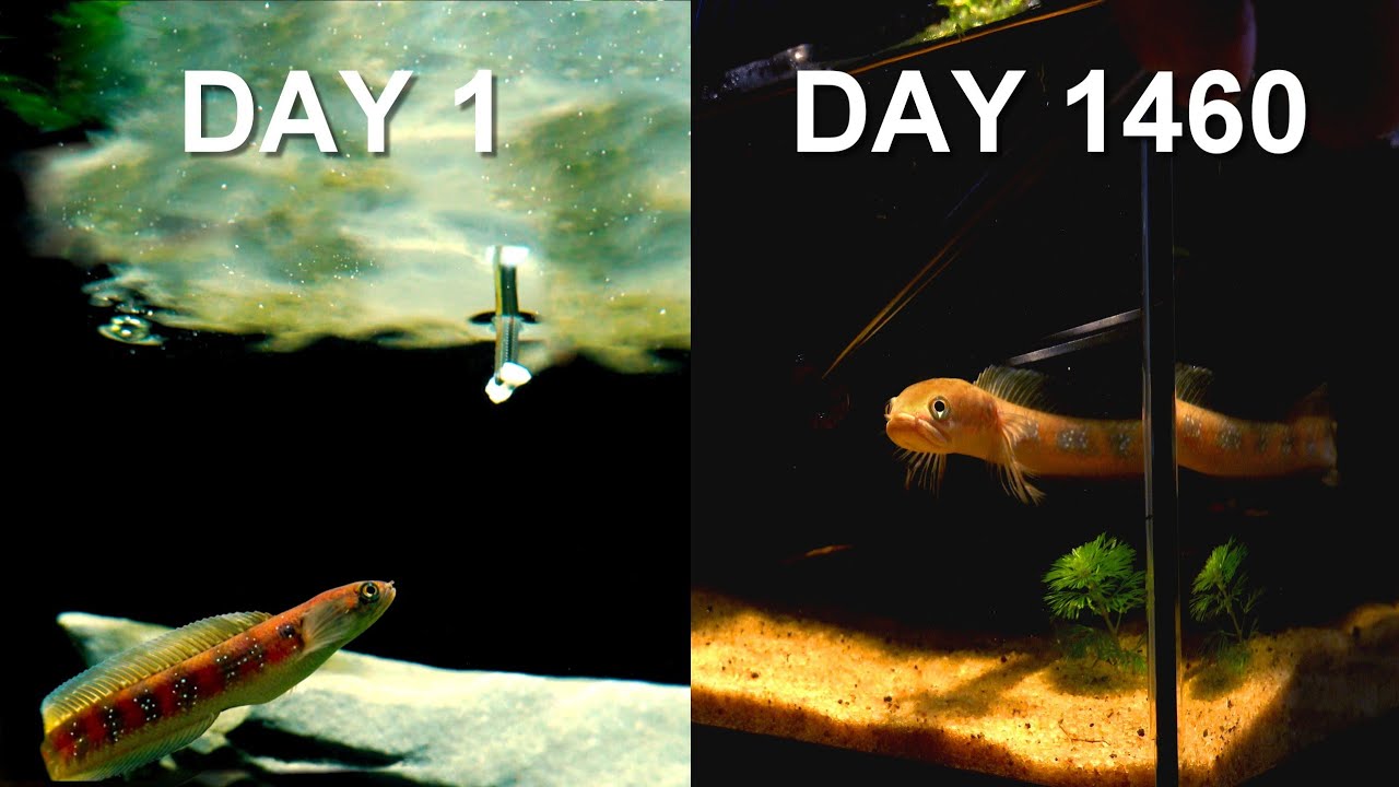 What Happens When a 4-Year-Old Snakehead Meets Frogs and Lizards?