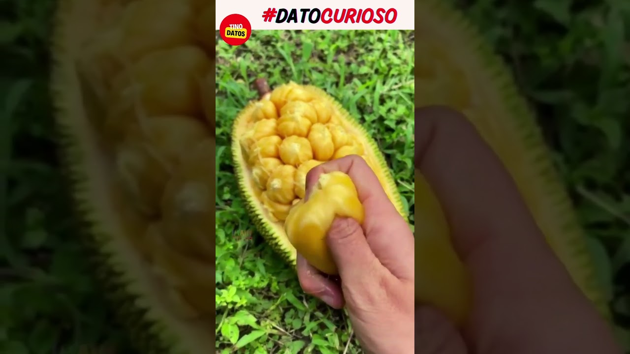 Datos de la Jaca - La fruta de los 7 sabores   #datoscuriosos  #viral