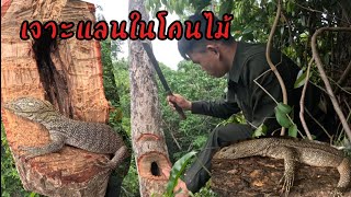 ນັ່ງຫ້າງດັກສັດເຈີຝົນຖະລົ່ມເດິນປ່າຕອນເຊົ້າກັບພານມອນໄດ້ແລນມາຫນຶ່ງໂຕ ซอยจุ๊