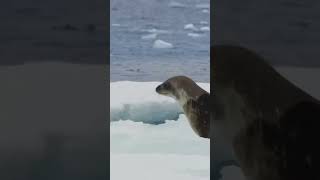 Watch how orcas team up to hunt seals with amazing wave tricks!