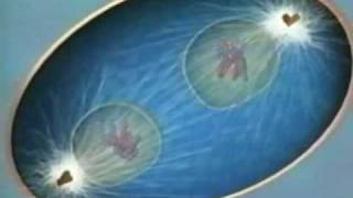 The Evolution of Sexual Reproduction: Why Its Impossible