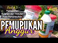 CARA TANAM ANGGUR DALAM POT |Part #7A. Cara Pemupukan Anggur dalam Pot Fase Pertumbuhan