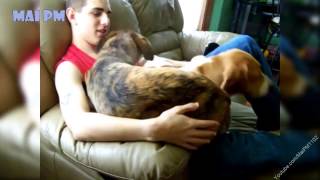 Big Dogs    Best Of Cute Big Dogs  Who Think They're Lap Dogs Videos Compilation