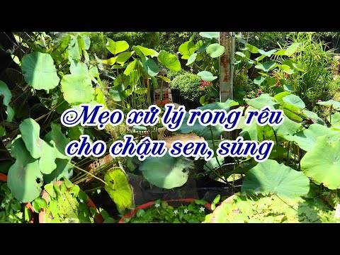 Video: Vườn Rêu Trong Nước