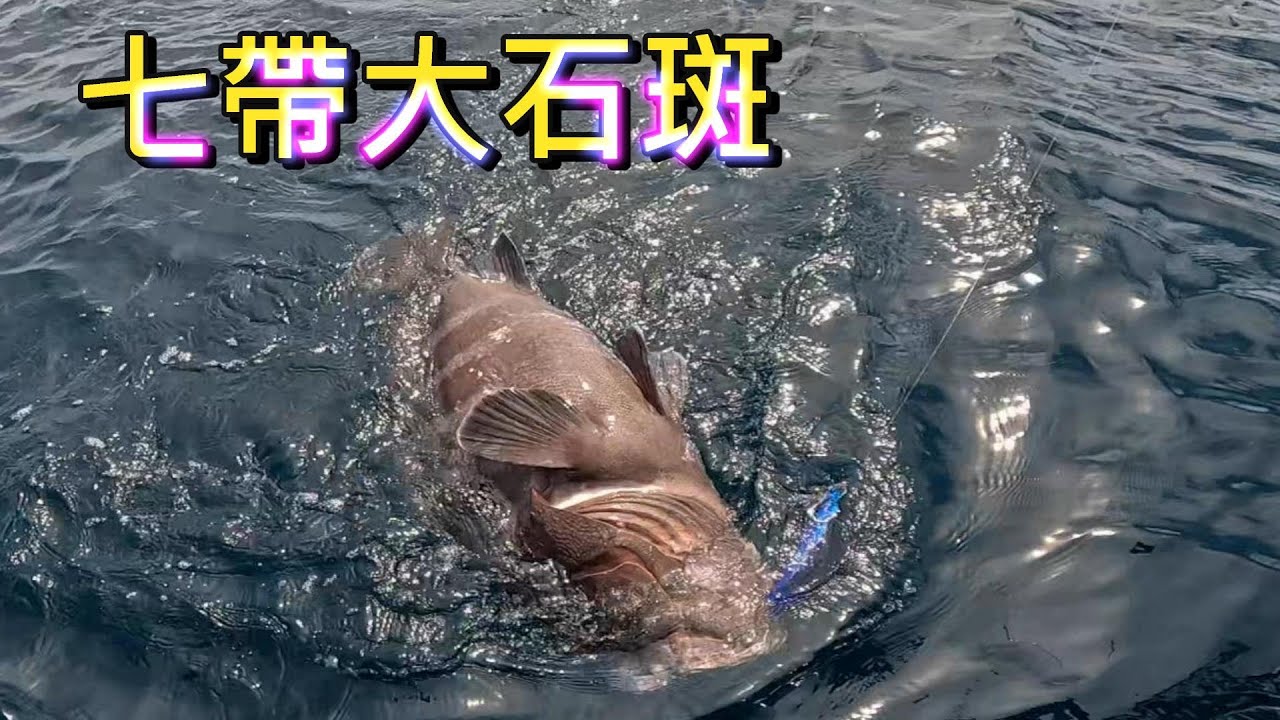 拉魚很喘 好多大魚 七帶大石斑 稀有保育類蘇眉魚龍王鯛滿街跑  很多新郵票