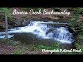 Spruce Knob - Seneca Creek Backcountry | Fall Backpacking | Part 1