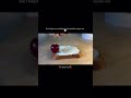 5-Minute Cherry Toast Recipe 🍒 | Healthy Cherry Chocolate Toast | Day 24 #shorts