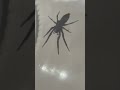 Another white tail spider