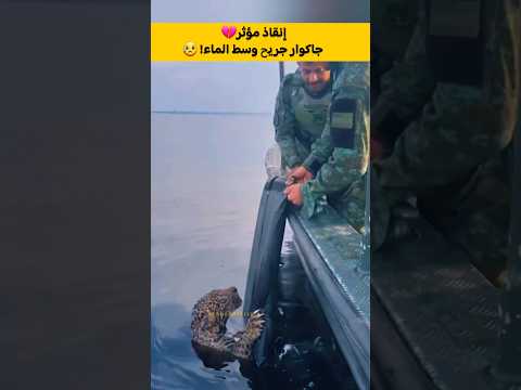 إنقاذ مؤثر جاكوار جريح وسط النهر