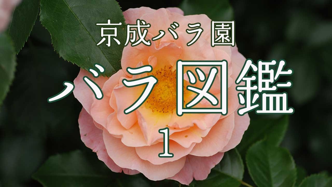 バラ カラー オブ ジュピター｜ROSE Color of Jupiter｜花の手帖のweb