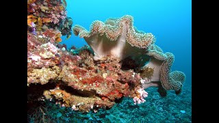 CORALS | WHAT DO YOU KNOW ABOUT THEM?