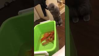 CATS😺 FUNNY CUTE VIDEO 🐾#309
