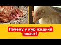 Понос у кур, диарея, чем куры могут отравиться - симптомы и лечение