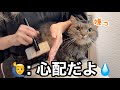 シャンプー後、衝撃の事実が発覚しました...