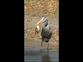 Heron swallows baby duck fyv