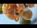 Abejas nativas mexicanas en flores de ceiba (Nannotrigona perilampoides en Ceiba pentandra)