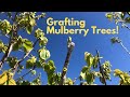 How to graft mulberry trees