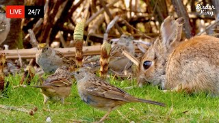 24/7 LIVE: Cat TV for Cats to Watch  Spring Birds Bunnies Baby Geese 4K