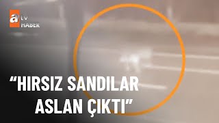 Hayvanat bahçesinden aslan kaçtı - atv Ana Haber 15 Aralık 2022
